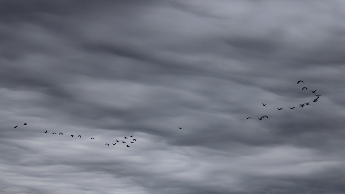 A flock of geese flying in formation against a dramatic stormy sky in Lancaster, Ohio.